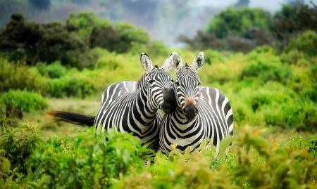 كينيا ، المتنزهات الوطنية ، ماساي مارا ، حديقة جبل إلغون ، بحيرة ناكورو ، جبل كينيا ، السياحة ، المناظر الطبيعية ، الطيور ، الحيوانات