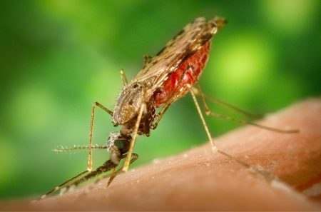 اليوم العالمي للملاريا،الملاريا،صورة،بعوضة