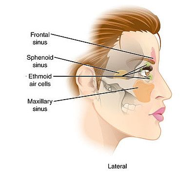 الجيوب الأنفية ، صورة