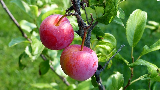 صورة, فاكهة, البرقوق, الأحمر, plum