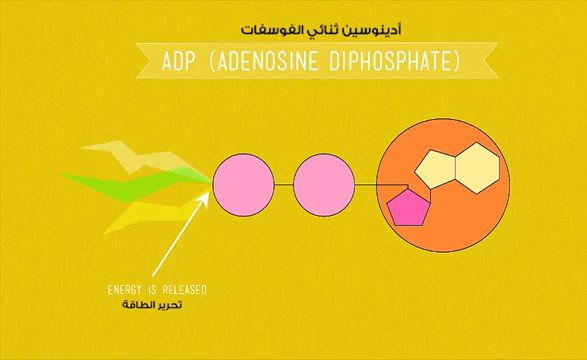 يتم إطلاق الطاقة المختزنة في جزيئات الجلوكوز في عملية