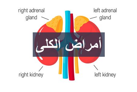 لحماية نفسك من أمراض الكلى وعدوى المسالك البولية.. معلومات تهمك