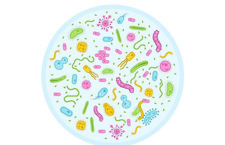 البكتيريا الحلزونية