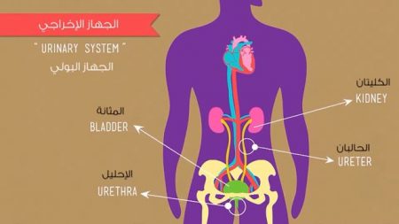 الجهاز الإخراجي