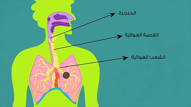 الجهاز التنفسي