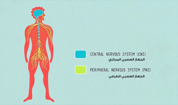 الجهاز العصبي