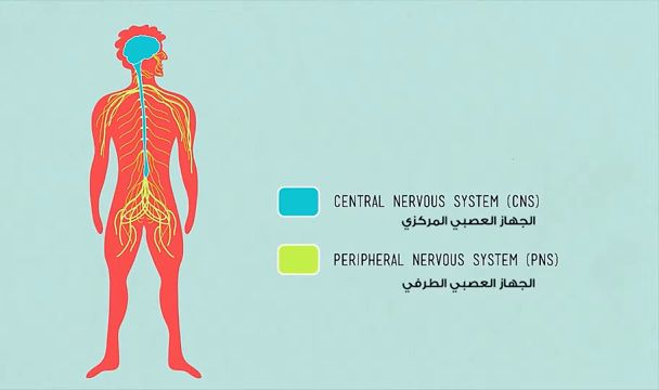 يتركب الجهاز العصبي المركزي من