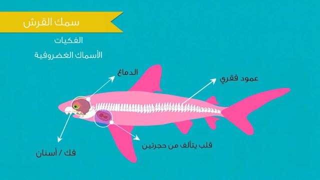 بالغة أي عندما الحيوانات التالية تكون لها زعانف اي الحيوانات