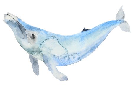 معلومات عن الحوت الأزرق مفيدة