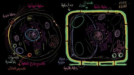 الخلية النباتية والحيوانية