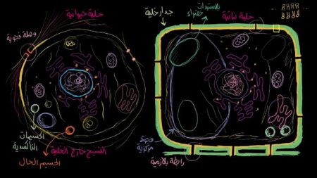 الخلية النباتية والحيوانية