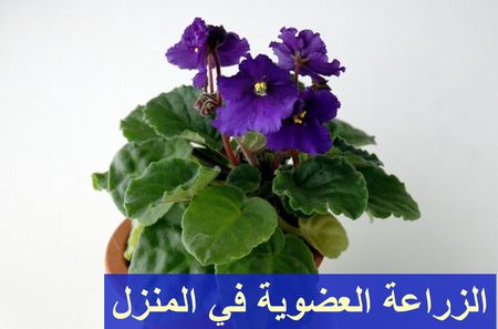 الزراعة العضوية