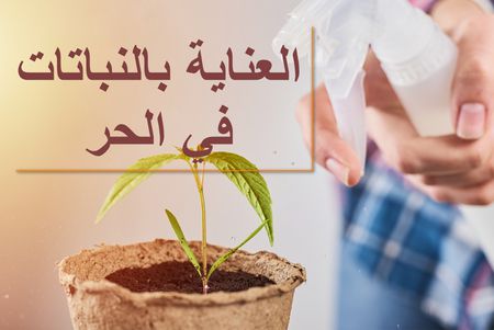 العناية بالنباتات