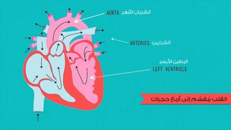 حجرات القلب