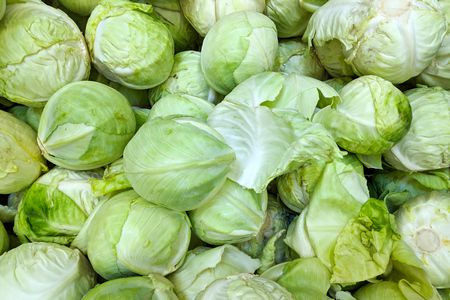 معلومات ، صورة ، زراعة الكابوتشي ، Cabbage