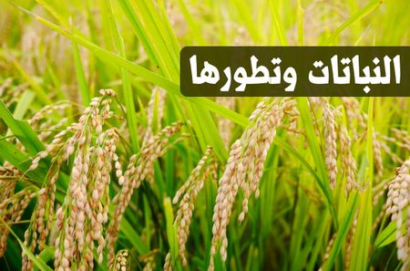 مركز التحكم في الخلية الحيوانية والنباتية ...