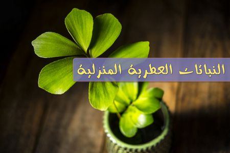 النباتات العطرية المنزلية