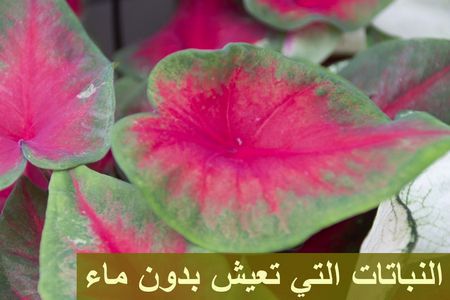 أنواع النباتات