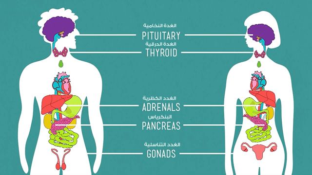 بحث عن جهاز الغدد الصماء