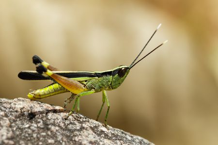 صورة حشرة , انقراض الحشرات