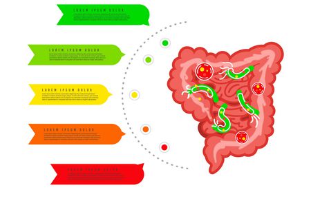 دور بكتيريا الأمعاء في جسم الإنسان