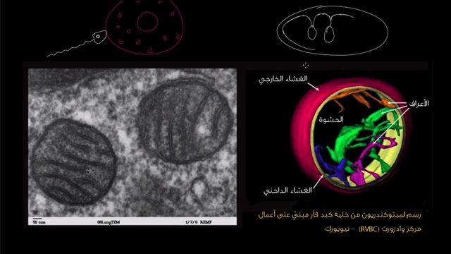 الميتوكوندريا وظيفة ما هي