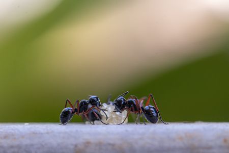 اقرأ معلومات عن النمل وإليك صورة هذه الحشرة