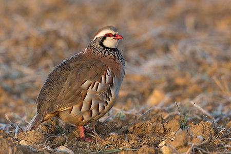 معلومات عن طائر السمان