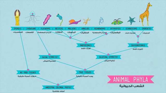 نمو وتطور الحيوانات