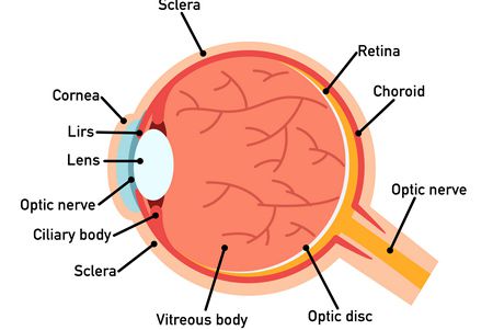 وظيفة شبكية العين والأمراض التي تصيبها